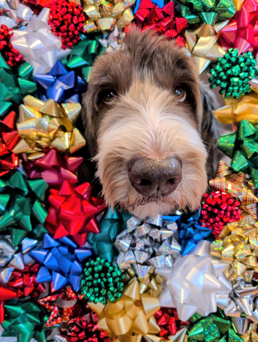 When your hoomum wants to get a super cute photo but you are not do sure.... #dogsoftwitter