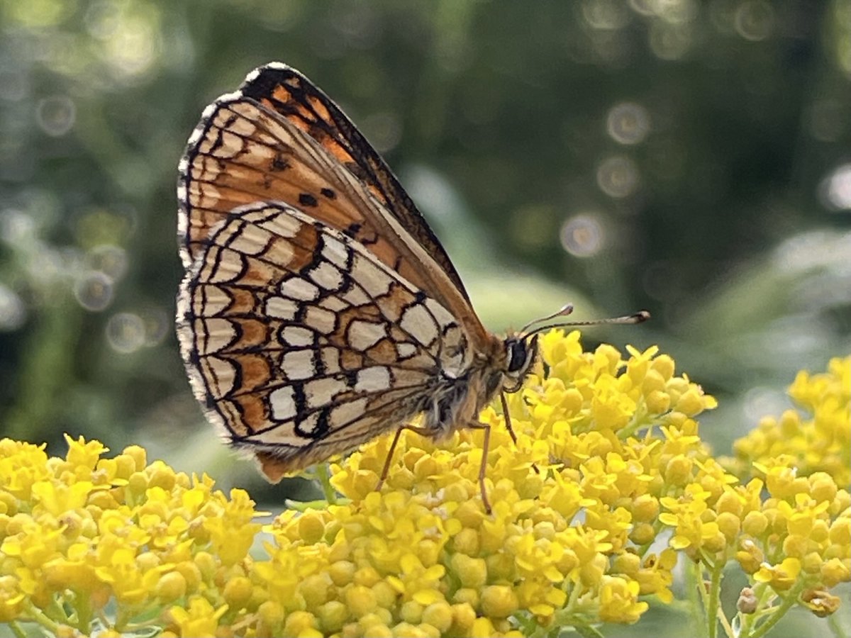 1aysedogan's tweet photo. 💛💐💛
#Eskişehir’li 🦋
Türü: Amannisa (mobil fotoğraf)
#Fotoğraf #Kelebek #Eskişehirinkelebekleri
#şehirEskişehirdir
#eskişehirkıymetlidir #eskisehirbb #odunpazarı #hayattepebaşında #eskisehiryasatir #Eskişehir #trtbelgesel
#kelebeklerimiz #butterfly #doğa #nature
#trakel https://t.co/qLfXZRppPl