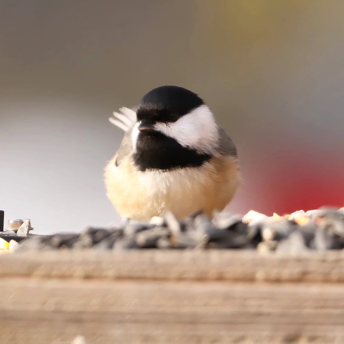 birdhouse_love's tweet photo. Chickadee-dee-dee...
#chickadees #chickadee #chickadeeantics #ohiobirdworld #ohiobirdlovers #birdlovers #birdwatching #birdwatchers #birdlife #birdwatchersdaily #birdwatcher #ohiobirds #birdloversdaily #backyardbirding https://t.co/XoH46epICR