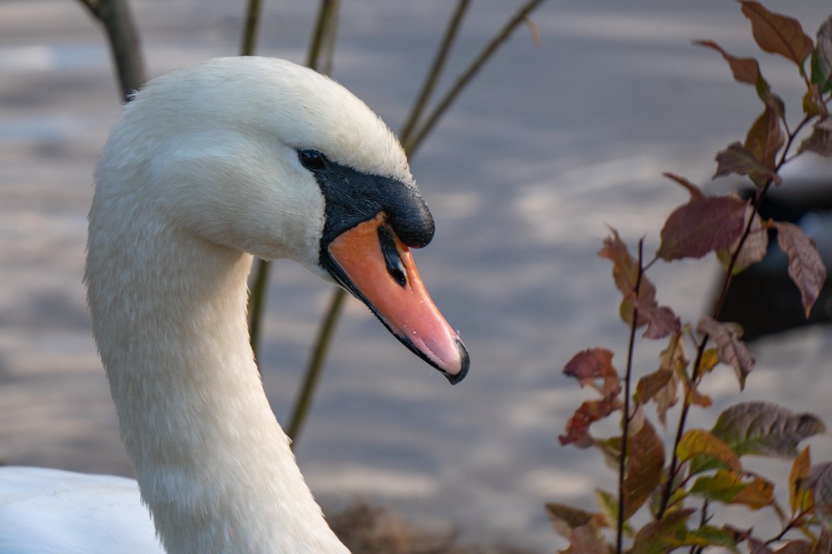 XmxHowes's tweet photo. Swans are my favorite birds! Check out my Swan Collection https://t.co/U8O5TK7CEV

#swans #muteSwan #Closeup #bird #birds #Swan #Nature #JenneyPondPark #Plymouth #Massachusetts #Wildlife #NaturePhotography #beauty #water #wallartforsale #giftideas https://t.co/NtzcPSC7zy