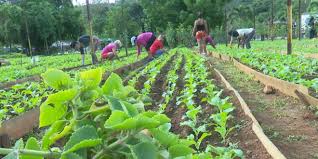 DiarioMayabeque's tweet photo. Fomentan autoabastecimiento alimentario
La creación de autoconsumos para la alimentación de obreros y el pueblo centra parte del quehacer de 96 empresas radicadas en los once municipios de Mayabeque,
#ProducirEsVencer #autoabastecimiento #JuntosPorMayabeque https://t.co/B1Sfx3xfzf