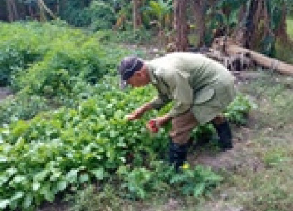 DiarioMayabeque's tweet photo. Fomentan autoabastecimiento alimentario
La creación de autoconsumos para la alimentación de obreros y el pueblo centra parte del quehacer de 96 empresas radicadas en los once municipios de Mayabeque,
#ProducirEsVencer #autoabastecimiento #JuntosPorMayabeque https://t.co/B1Sfx3xfzf