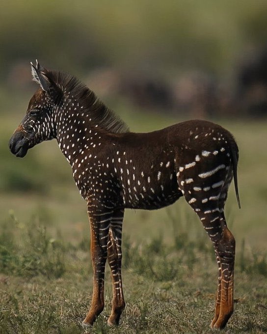 🚨VEJA: Uma zebra chamada Tira é a primeira no mundo com bolinhas e nasceu no Quênia.
