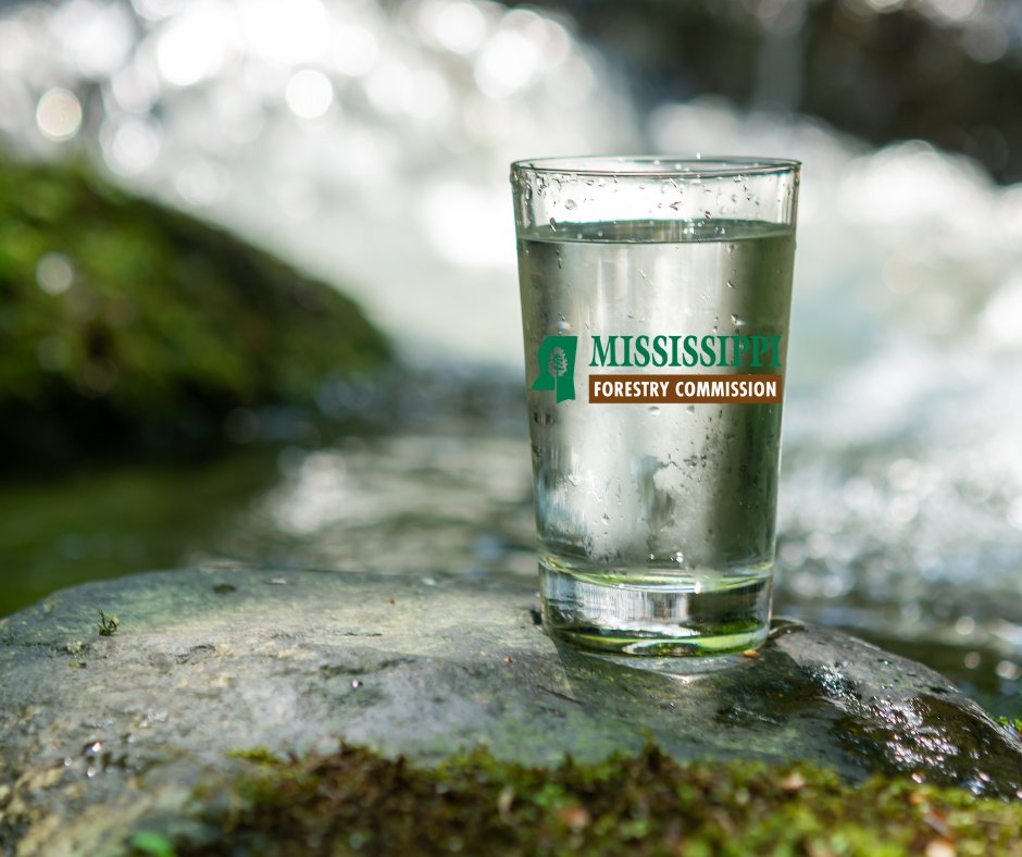 💧 Healthy, managed forests provide the cleanest water of any land use and help keep drinking water safe, reliable, and affordable.

Let's support healthy forests and keep our taps flowing. 🌳🚰

#MSforestry #forestsforwater #cleanwater