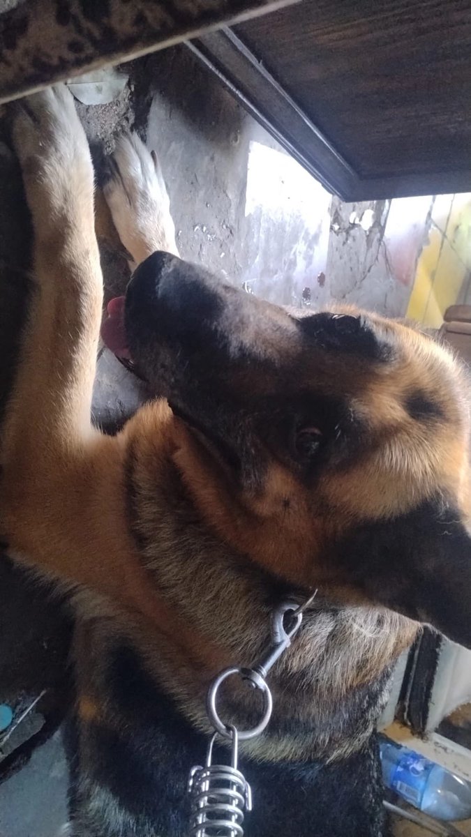Encontrada zona Cristo Rey busca a sus dueños 0991 381922 ayuda con RP 🙏