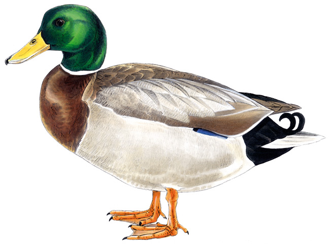 AviJoyNash tweet media