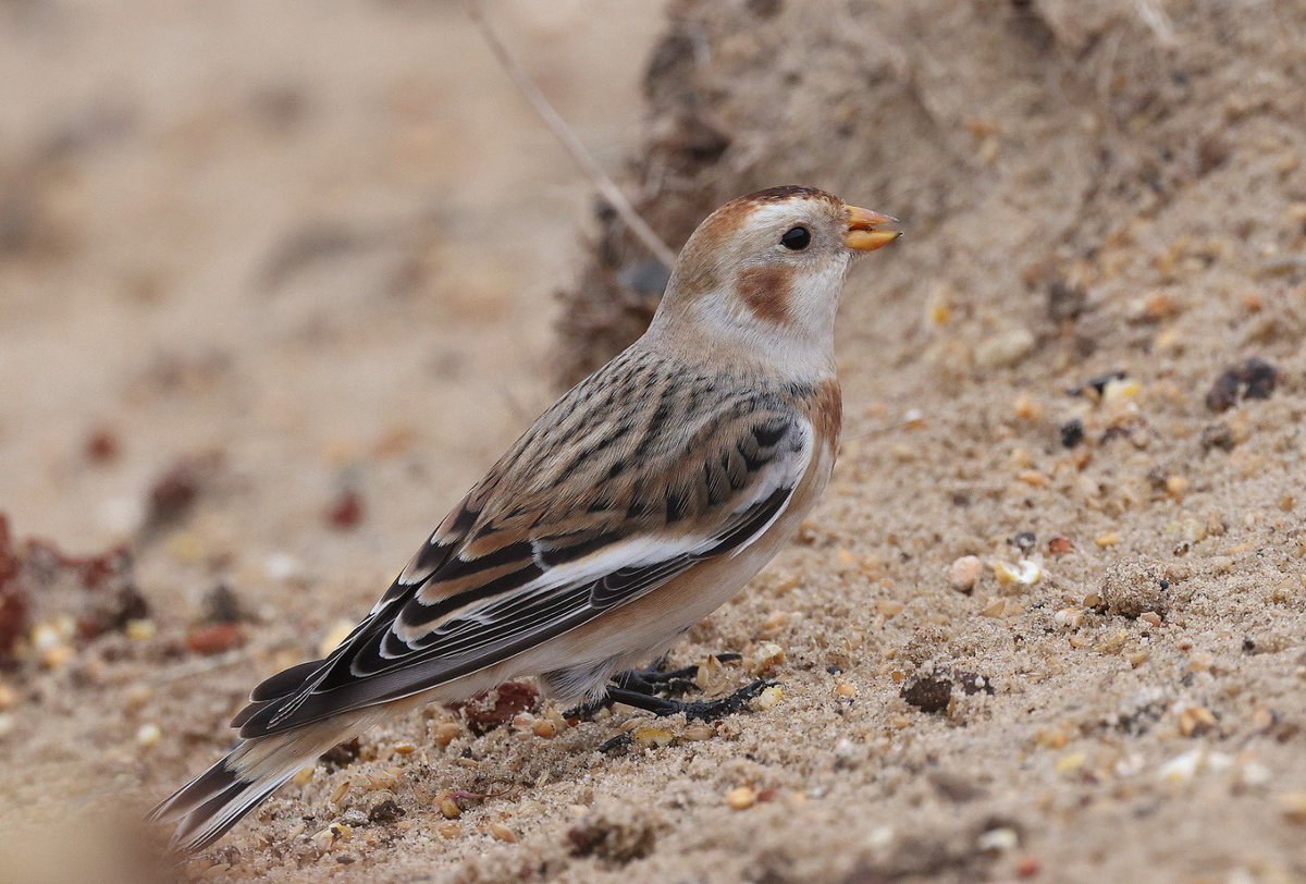 HemmingsTim's tweet photo. Snow Buntings at winterton car park. https://t.co/Dq6iJzMlqx