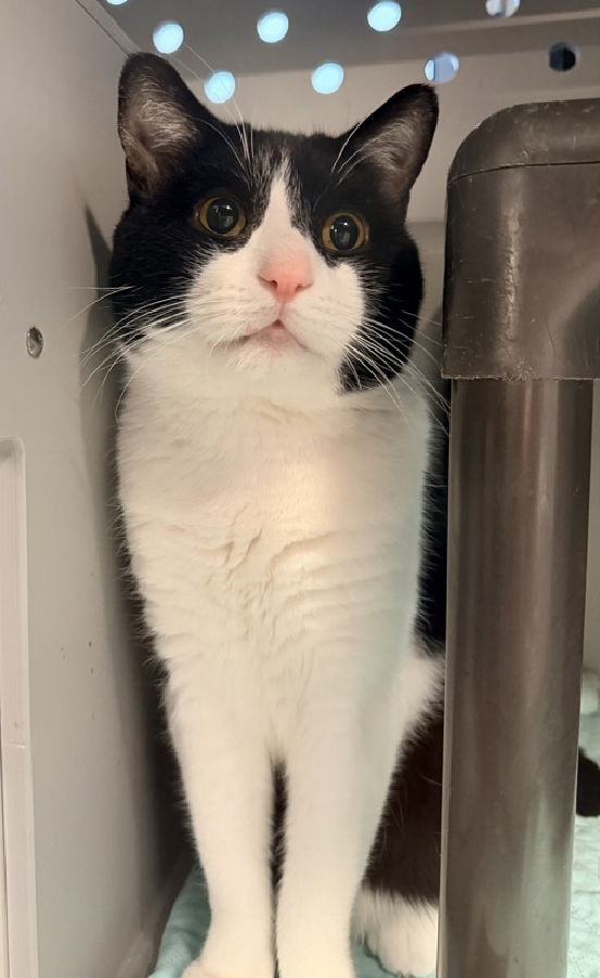 🆘🆘 DUKE OF YORK (ID ), 3 YO,  MALE–  IN QUEENS ACC - came into the shelter as a stray on 10/1/2025.   🆘🆘 😿 😿 😿 😿

➡️TBD 12/11/25

➡️ TOO LOW ON PLEDGES TO STIMULATE RESCUE INTEREST

➡️🆘🆘 5TH  Chance on Emergency Placement List – BEYOND URGENT -  NO ROOM IN SHELTER –