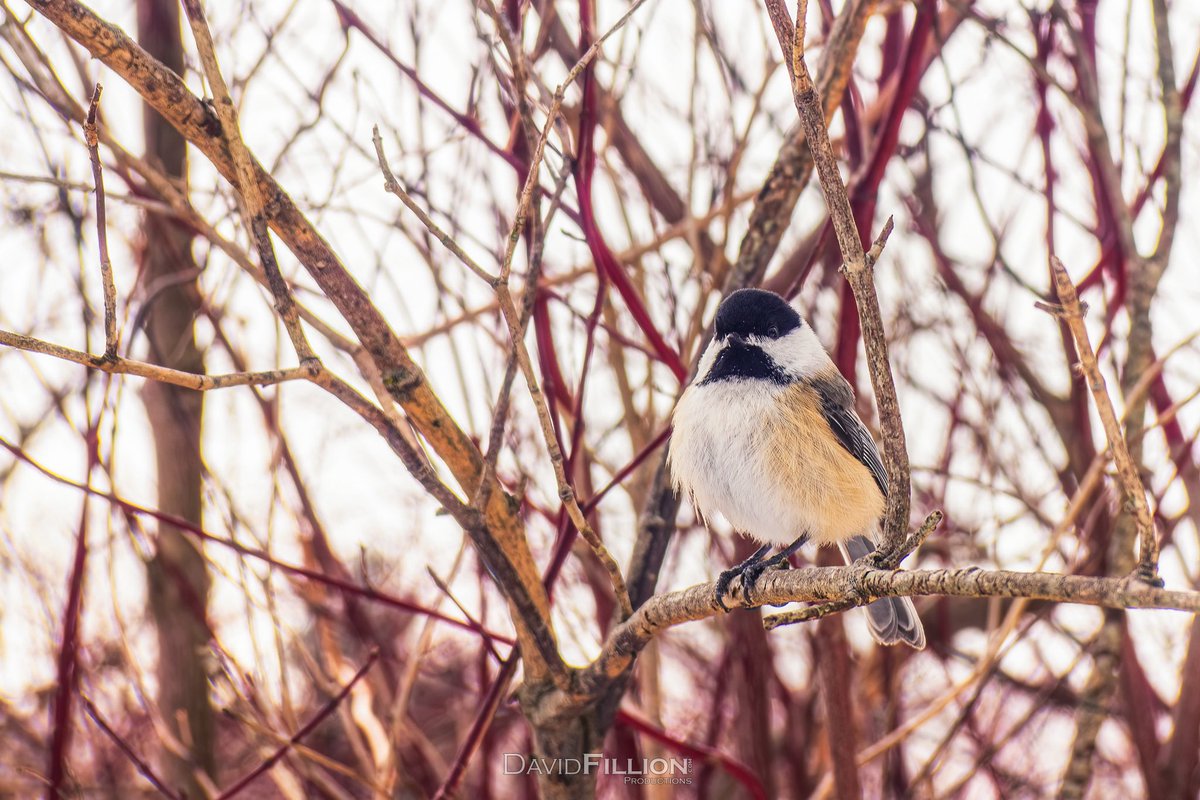 davidfillion's tweet photo. Black-Capped Chickadee perched on a branch at Hendrie Valley
@RBGCanada

Shot on @sonyalpha a99ii 

#hamont #rbgcanada #blackcappedchickadee #chickadee #perched #birdsphotography #winter #birdwatch #explore  #photograghy #sonyalpha #a65 #SonyAlphasClub #sonyImages #dfproductions https://t.co/155YQkR3Gx