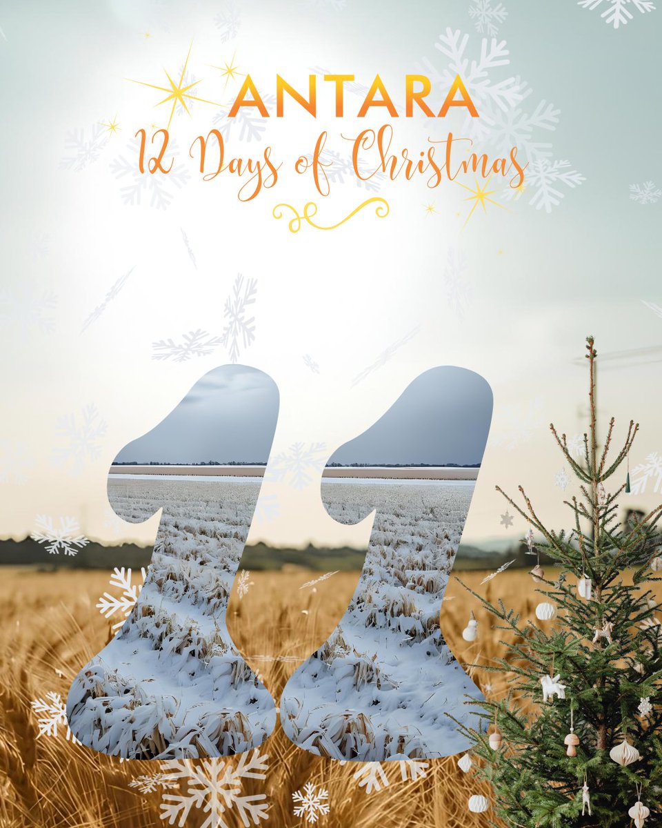 ❄️ On the 11th day of Christmas…
 A blanket of snow in every field
Snow isn’t just festive—it insulates soil, protects winter moisture, and sets us up for spring. In Manitoba, snow cover is one gift we don’t take for granted.
#AntaraAgronomy #Antaras12DaysofChristmas