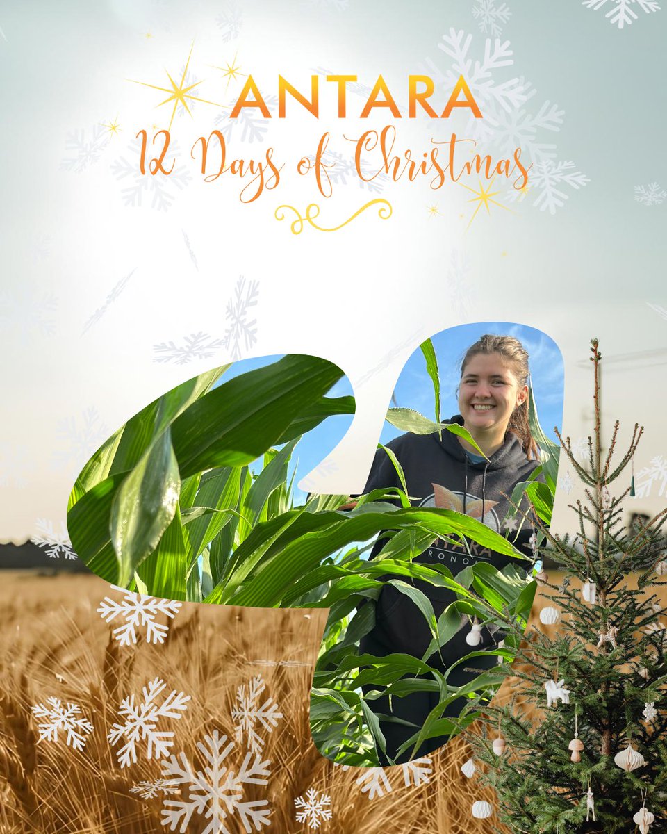 👢 On the 4th day of Christmas…
 Fields walked and notes taken
From early emergence to late-season disease checks, crop walking tells the story of the season. Those observations guide better decisions next year.
#AntaraAgronomy #Antaras12DaysofChristmas