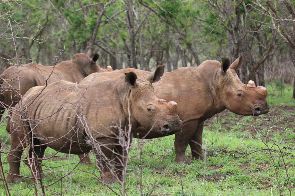 Some Then and Now images as we mark four years since #rhinoorphans Zimi, Khula and Bhanoyi returned to the wild 🙌
All three had incredibly tough starts in life, but they are now thriving. With Zimi expected to give birth to her first calf in the new year 🦏