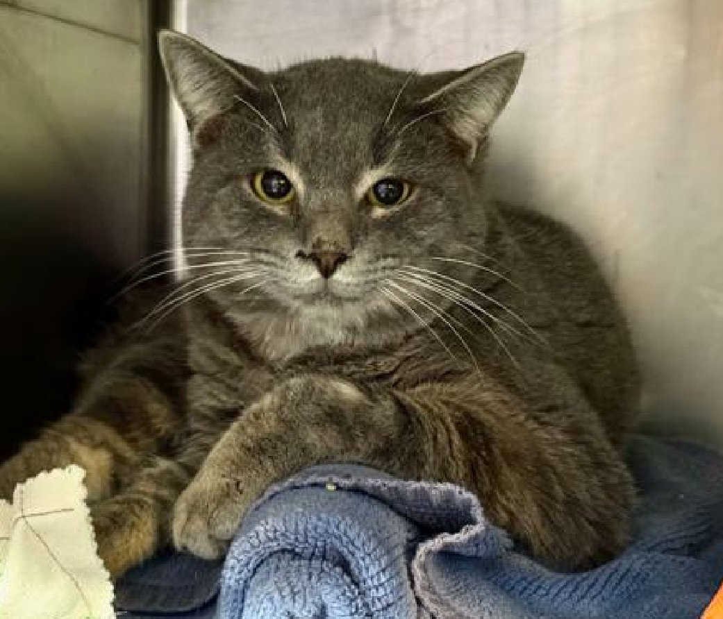 🆘🆘 REMY (ID 239736), 1 YO, MALE –  IN MANHATTAN ACC - came into the shelter as an  aco - owner surrender on 10/20/2025, with the surrender reason stated as person health - medical.    🆘🆘 😿 😿 😿 😿

➡️TBD 12/11/25

➡️ JUST A BABY – STARTING LIFE

➡️ TOO LOW ON PLEDGES TO