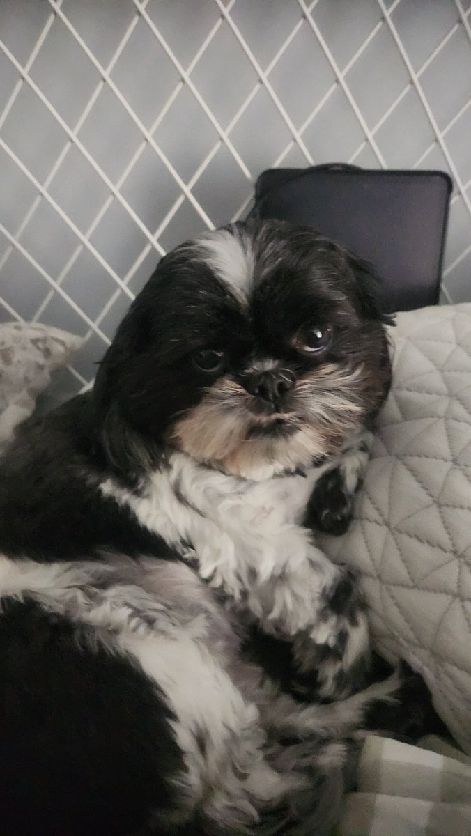 Moonie got his upper lip stuck behind his teeth and just left it like that