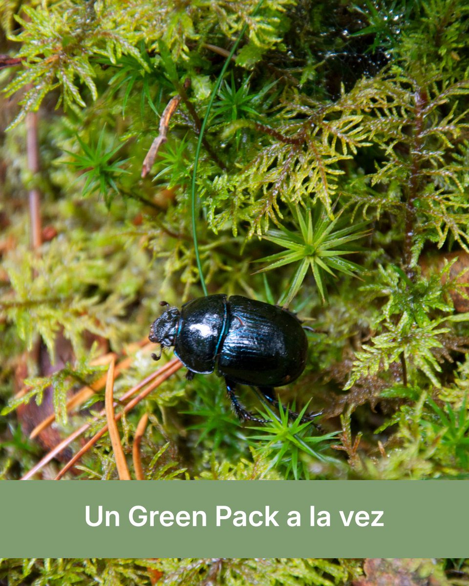 MedGreenSpain's tweet photo. La vida en el bosque mediterráneo no está solo en los árboles.
 Está en los musgos, los insectos, los polinizadores, los hongos y en las miles de pequeñas vidas que mantienen vivo todo el ecosistema. https://t.co/ryfWRIQsj5