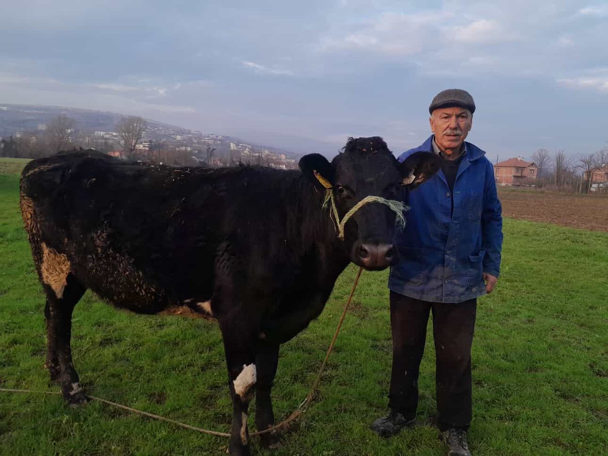 Bothar's tweet image. Bóthar's donated heifers have settled into their new homes in Kosovo, where they have been welcomed with loving arms!🇽🇰 Thank you to Meshqerra for supporting these families, and to our donors and supporters for making this possible! ☘️😊#Bóthar #fundingfarmingfamilies #bótharlear
