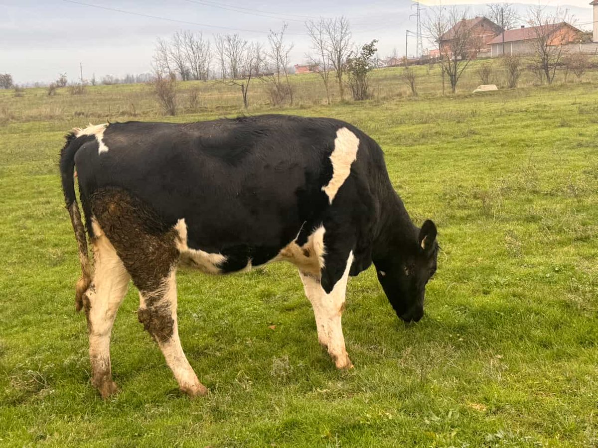 Bothar's tweet image. Bóthar's donated heifers have settled into their new homes in Kosovo, where they have been welcomed with loving arms!🇽🇰 Thank you to Meshqerra for supporting these families, and to our donors and supporters for making this possible! ☘️😊#Bóthar #fundingfarmingfamilies #bótharlear