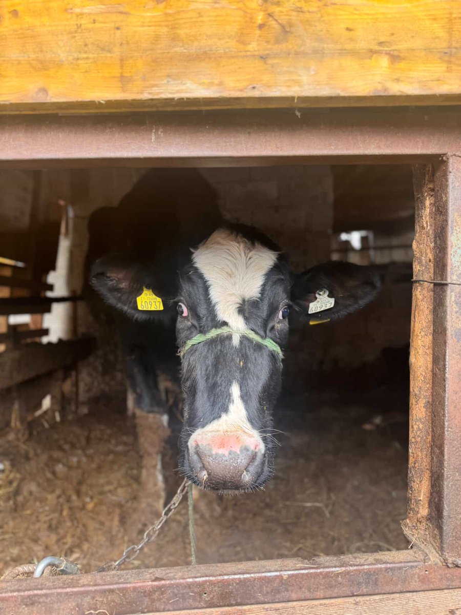 Bothar's tweet image. Bóthar's donated heifers have settled into their new homes in Kosovo, where they have been welcomed with loving arms!🇽🇰 Thank you to Meshqerra for supporting these families, and to our donors and supporters for making this possible! ☘️😊#Bóthar #fundingfarmingfamilies #bótharlear