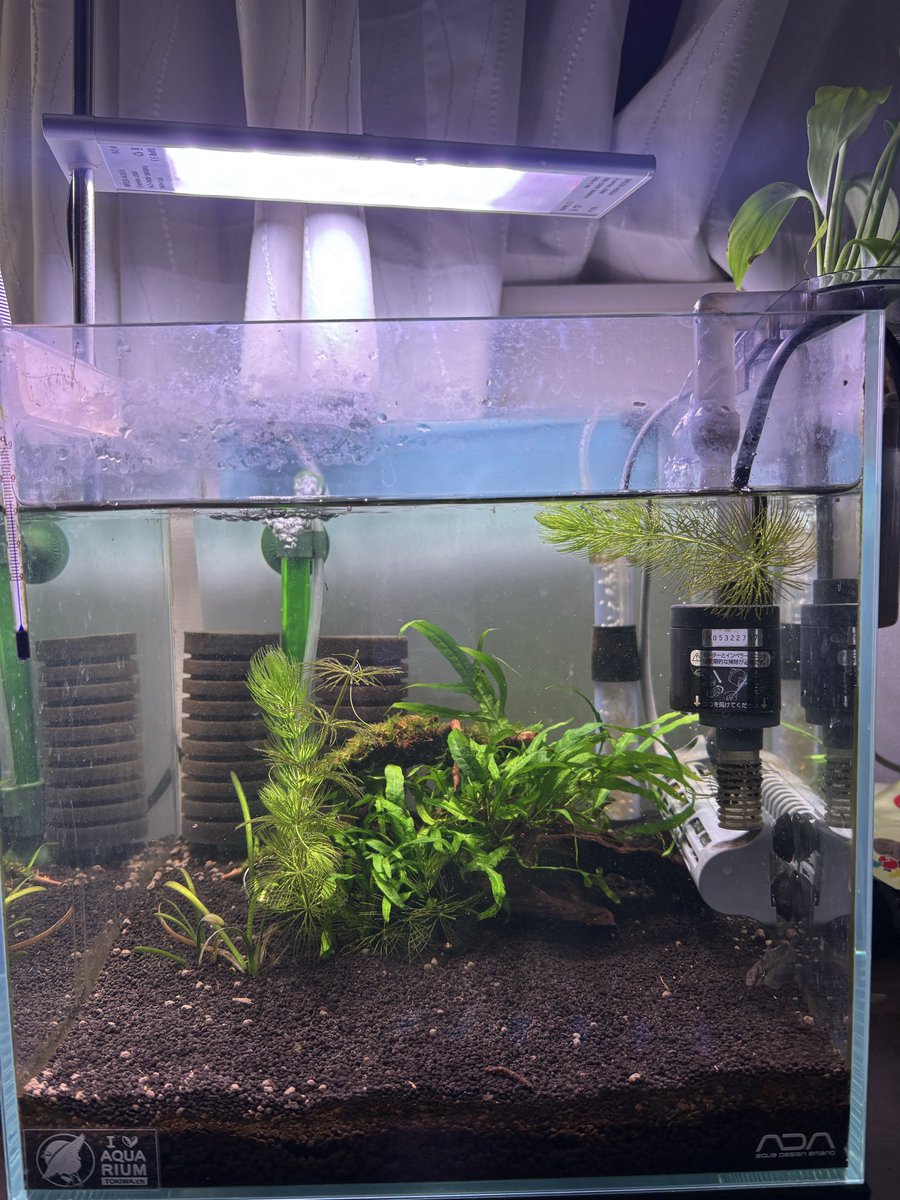 トキワ🌿 (@tokiwa_aquarium) / Posts / X