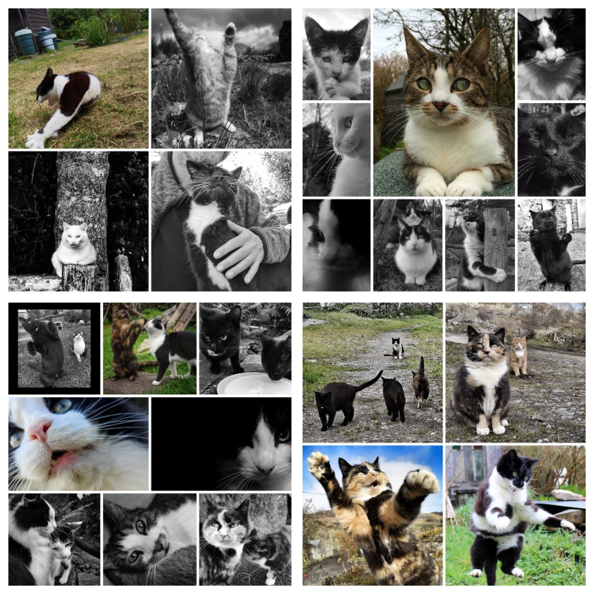 Thank You for Your Donation, @sanddorndiva 🎁🎄🤶☃️🍗💉🙀😽😻 #cats #AdoptDontShop #straycats #feralcats #rescuecats #TNR #NeuterYourCats tribeofma.carrd.co 🐾 🖖 #Fundraiser ✨ 🐈