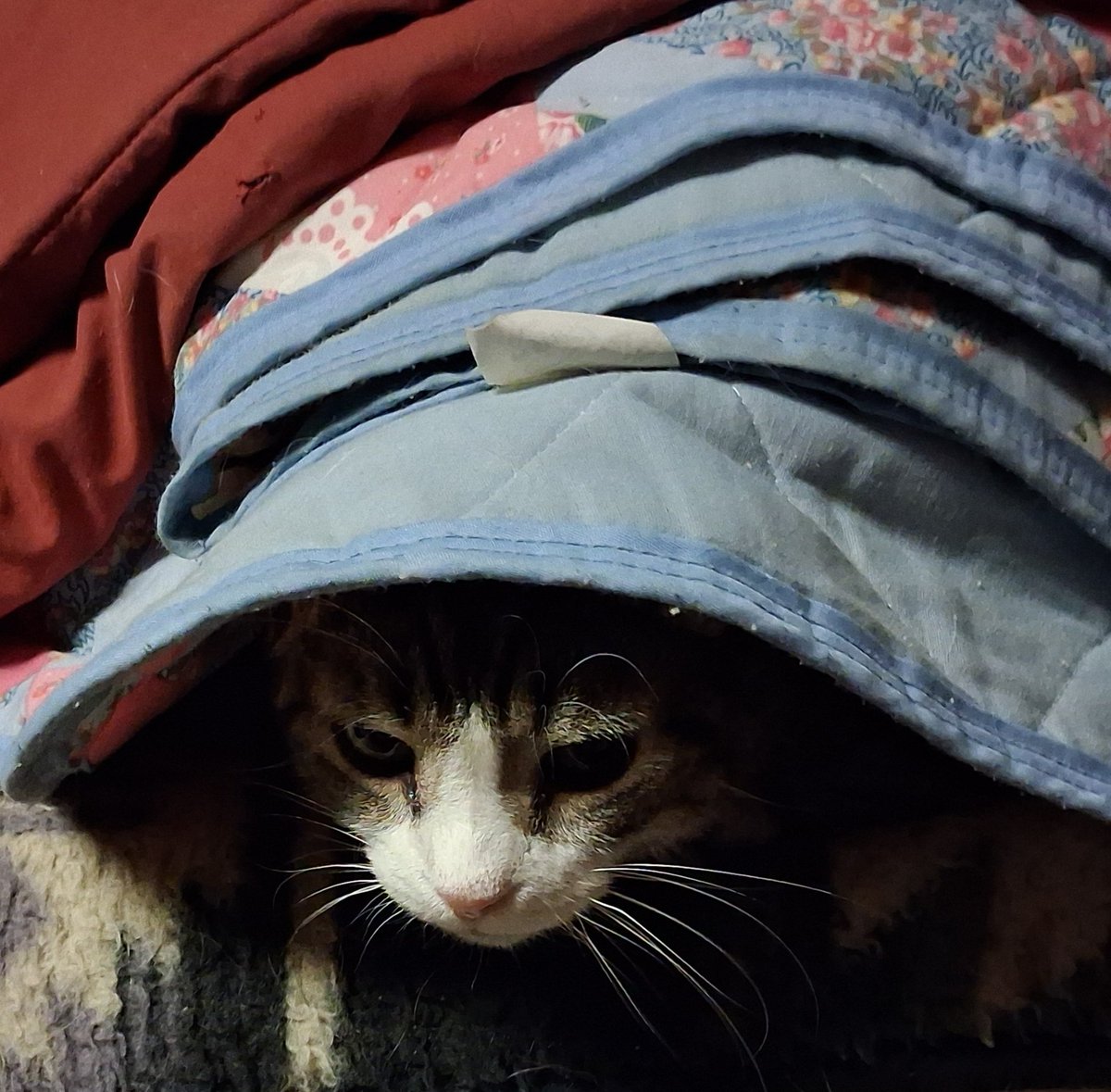 5 degrees outside today and you'd swear Mr. Panini thinks its that cold inside