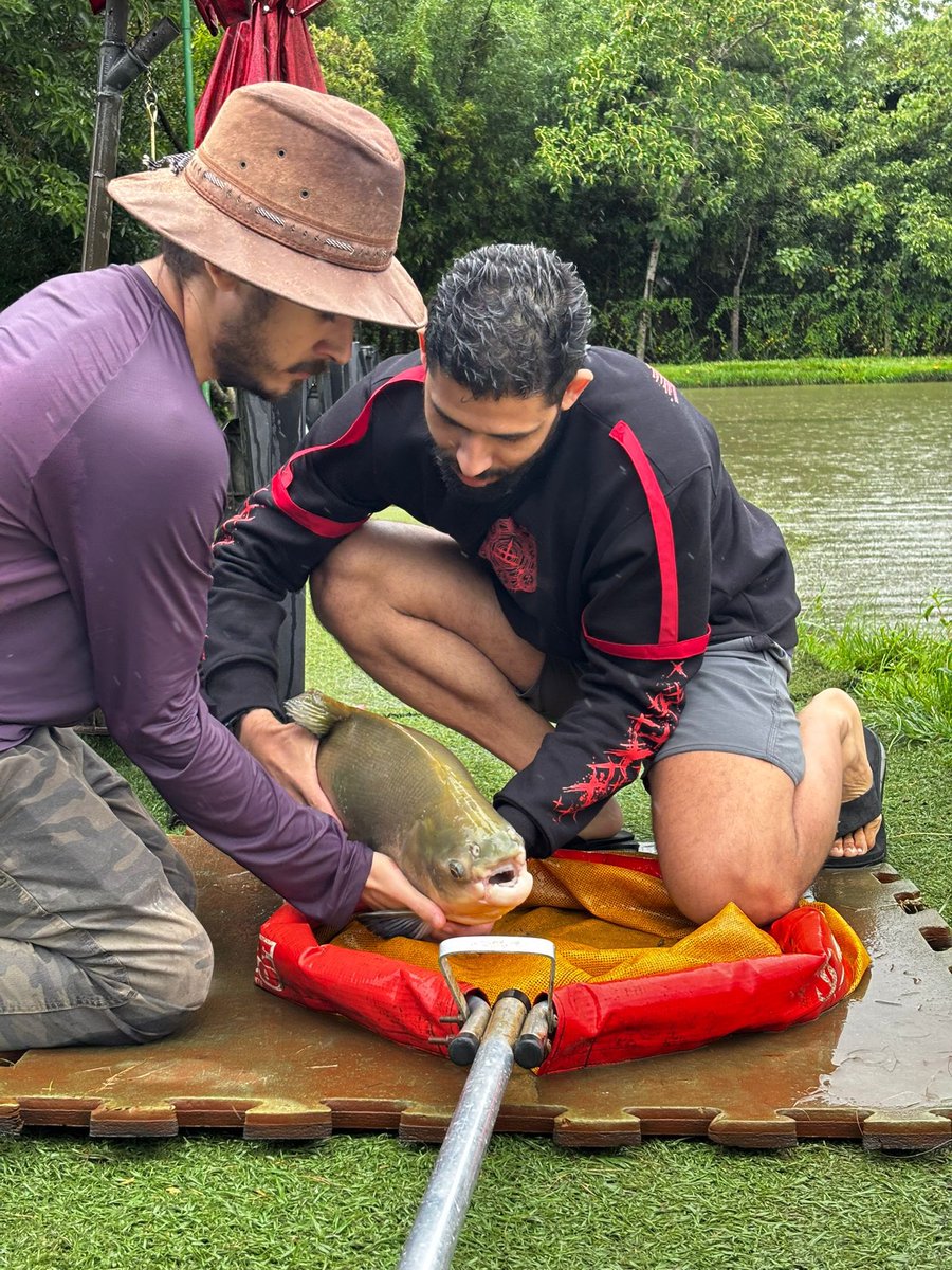 murilo 🎣 tweet media