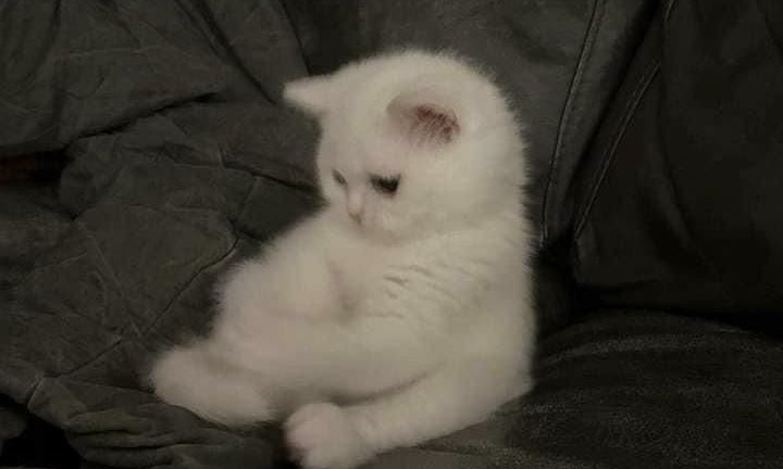 “beni incitmemek icin icinde seni durduran en ufak bir sefkat yok mu”