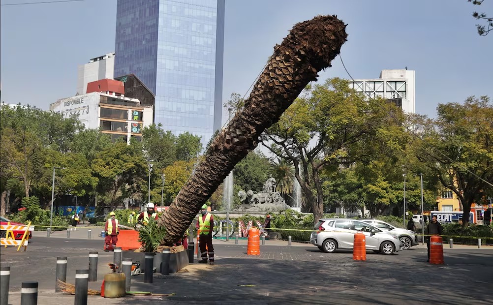 El_Universal_Mx's tweet photo. 🌴😢  ¡Adiós palmeras! 

🗞️  Autoridades capitalinas derriban palmeras canarias enfermas o muertas en pie a causa de hongos. En su lugar plantan árboles de especies nativas del Valle de México que darán una nueva imagen urbana a las principales avenidas, camellones y glorietas de la CDMX.

FOTOS: Carlos Mejía | EL UNIVERSAL 📸📸

https://t.co/t5nhG9auYm