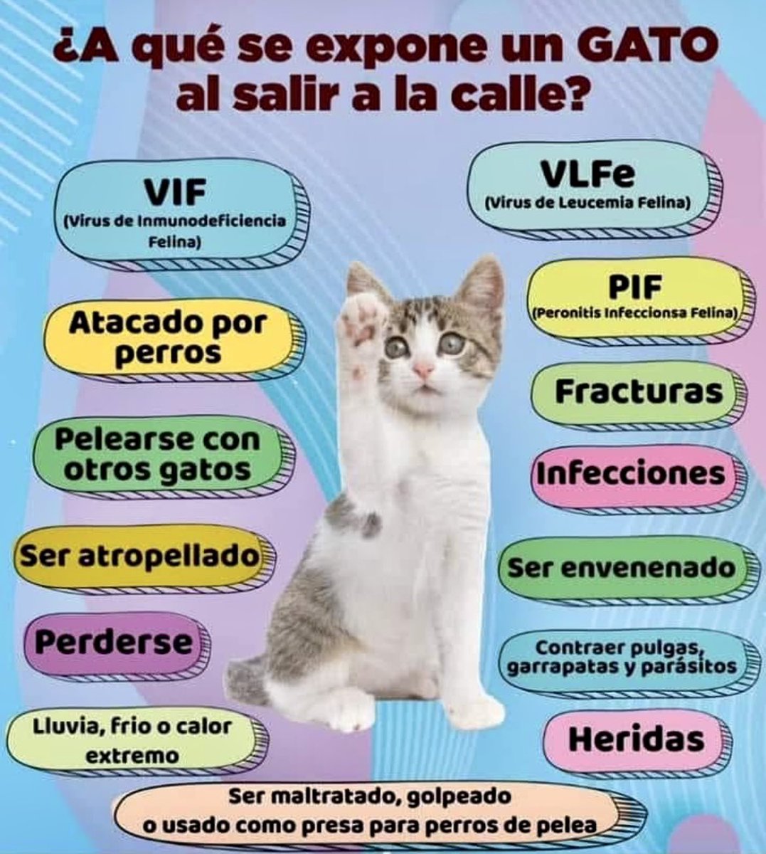 Hay miles de razones por las que un gato no debe salir a la calle...la calle para ellos es mortal. Acabemos con el mito de que los gatos son almas libres, nooo un gato es capaz de adaptarse feliz a la vida dentro de nuestras casas con estímulos y cuidados. No los expongas!!! 🐈🐈‍⬛