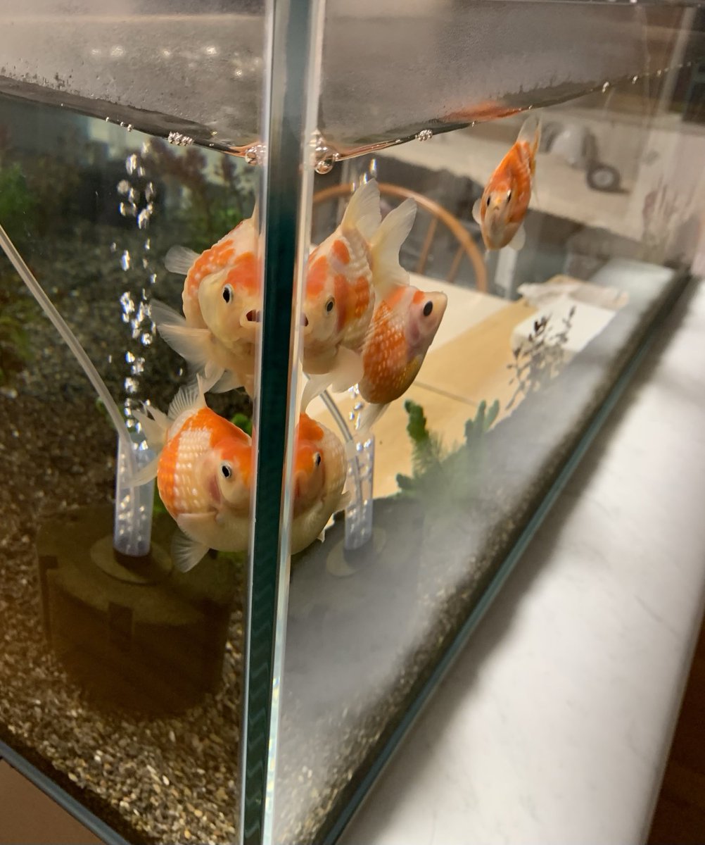 鼓太郎 (@kotakotaurotako) / Posts / X