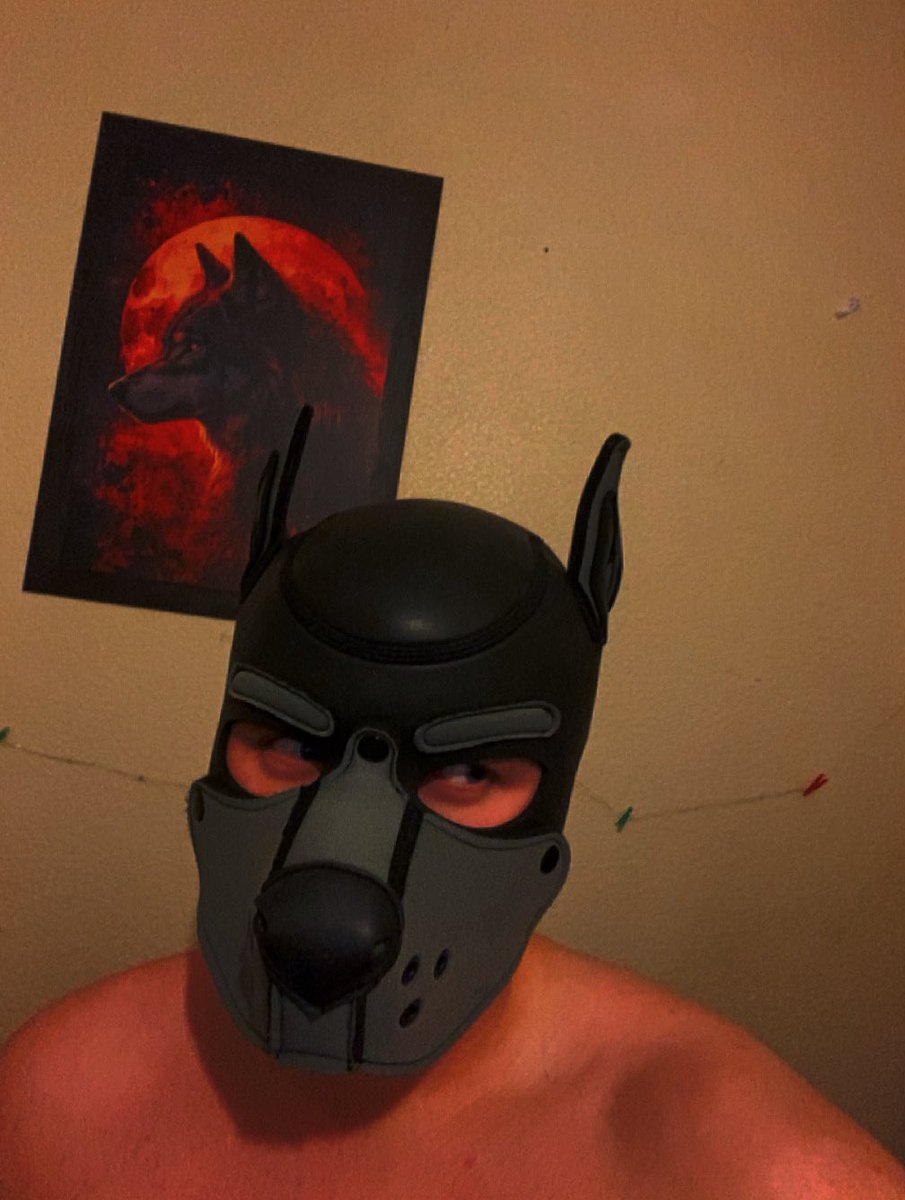 pupdustyy's tweet photo. Puppy needs cuddles 🐶🐶
Also got a displate and love it

#pup #pupplay #kink https://t.co/5ntSirW22w