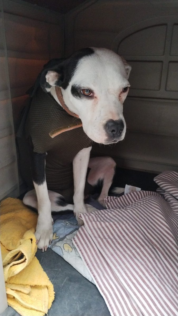 VIBRAmascotas's tweet photo. Amigos seguimos buscando ayuda para esta chaparrita, Vaquita tiene 2 años aproximadamente, es muy tranquila , se lleva bien con otros perros. 
Es amigable y tierna 
Urge una familia para ella por favor 🙏🏼 
Wats 5548724347 https://t.co/bCAGQMMDC2