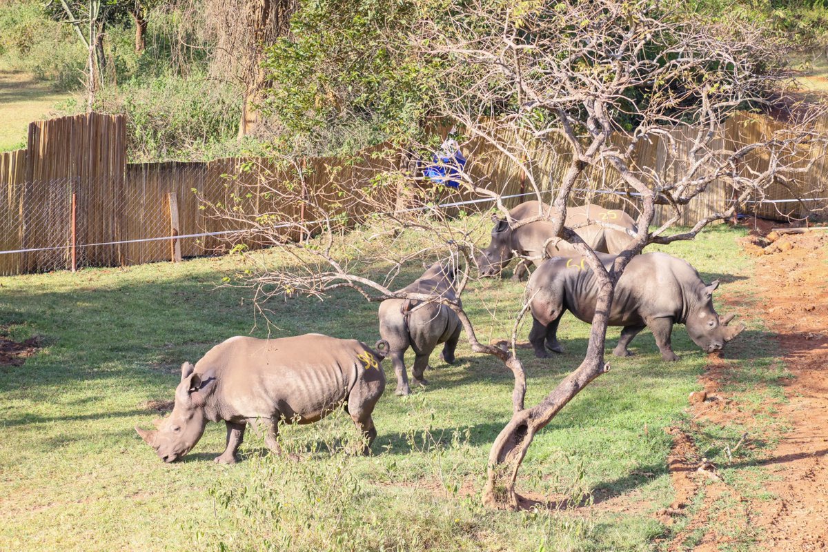 ugwildlife's tweet image. Now settled at Ziwa. Thank you for moving with Us throughout the journey since yesterday.
#RhinoConservation #ConservingForGenerations