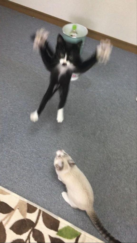 MythyMoo tweet media