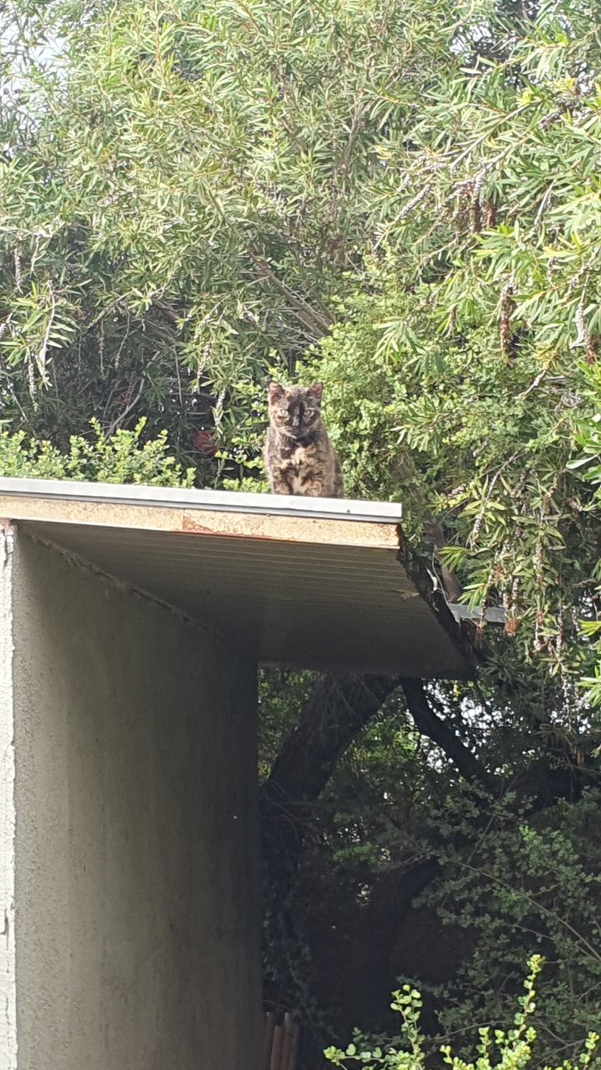 CatsEastTLV's tweet photo. חתולה טובה ורצינית מאוד עורכת בדיקת בטיחות לגג של פיצוציית דמרי בדרך הטייסים, לקראת הסערה ביירון. תחזיקי מעמד! #פידחתולים #להחמיד_את_הפיד https://t.co/MWPLMHlTgS