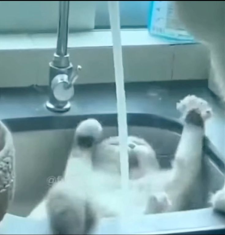 MythyMoo tweet media