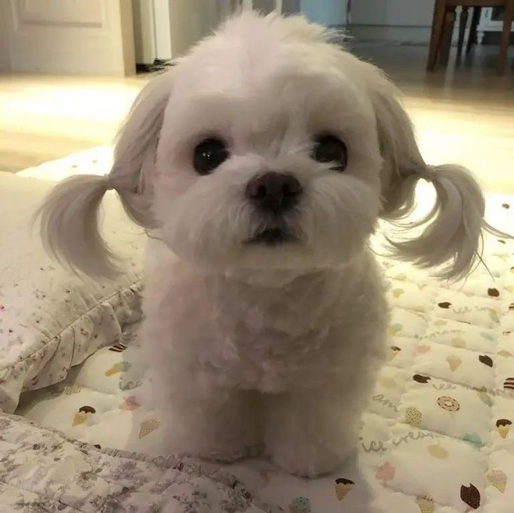 bl00dyfloweregg's tweet photo. I was given pigtails!!! https://t.co/emcvVL9kKJ
