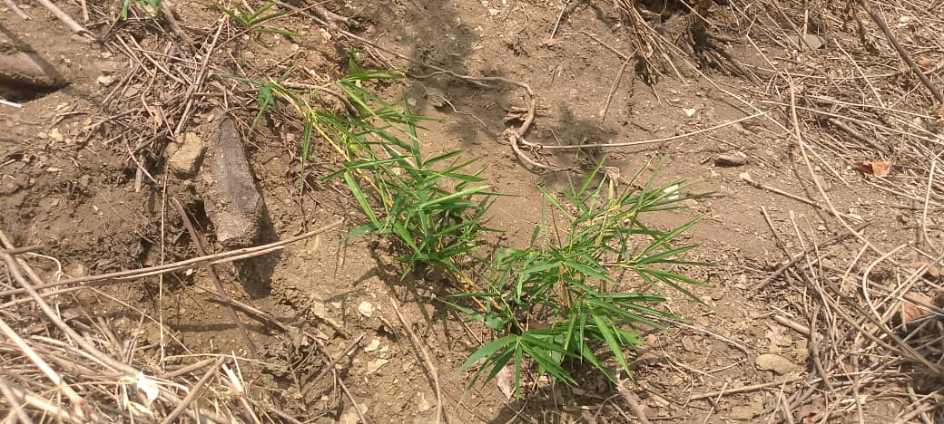 A joint monitoring on Rwebiguniya restoration sites and the Kakindo tree nursery in <a href="/NtorokoD/">NTOROKO DLG</a> happened today. Monitoring was done by local government and <a href="/CommonGroundUg/">CommonGround Project</a> . It was discovered that grasses, trees, bamboo, and fruit trees are steadily growing. <a href="/NLinUganda/">Embassy of the Netherlands in Uganda</a>
