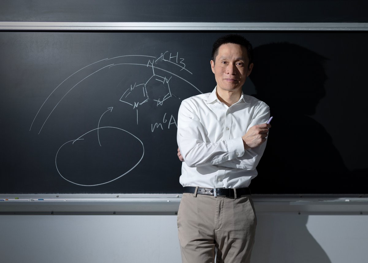 chrismichel's tweet photo. Professor Chuan He works at the edge of a quiet revolution in biology. For decades scientists believed that DNA carried its code in a fixed way and that RNA simply carried out the instructions. Chuan helped show that life is more fluid. Chemical marks can be added or removed from DNA and RNA, changing how genes behave without altering the letters themselves. These marks are tiny, almost ghostlike, but they can transform the fate of a cell. His work opened the field known as epigenetics and expanded it into what he calls RNA epigenetics, a once controversial idea that is now a thriving branch of modern biology.

He grew up in China, drawn early to chemistry because it felt like a language for understanding the natural world. He came to the United States for graduate school and eventually walked into a scientific landscape that was full of assumptions about how genetic information worked. Chuan has always had a quiet willingness to question what everyone thinks they already understand. That instinct led him to explore methylation, a small chemical tag that cells attach to DNA and RNA. The marks are reversible and dynamic, and in many cases they act as switches that turn genes on and off.

Chuan’s most influential work came from asking a simple question. If cells can place these marks, can they also remove them. That idea was not widely accepted at the time. He and his team went searching for enzymes that could erase methyl marks and found them. The discovery changed the field. It revealed that genetic information is not static. It is tuned, adjusted, and shaped by life experience. The implications spread outward in every direction.

One branch of his work focuses on cancer. Tumors often use methylation to hide from therapies or to silence genes that would slow their growth. By reversing those chemical marks, Chuan’s research opens the door to treatments that can work more effectively. It is not a magic bullet. It is something more interesting. It gives modern medicine an additional layer of control over how cancer cells behave. It also introduces the possibility of combining therapies in new ways, especially in tumors that have resisted every standard approach.

Another part of his research reaches into agriculture. Plants also rely on methylation to control stress, growth, and reproduction. By adjusting those marks, crops can grow faster or survive harsher conditions. Chuan’s lab has shown that it is possible to dramatically increase crop yields by altering how a plant manages its chemical tags. It is the kind of work that could feed millions if handled with care. He talks about these projects with an understated seriousness, always aware of the scale of the problems and the potential impact of the solutions.

When I photographed him at the University of Chicago, the winter light kept moving across the lab. He spoke with a calm clarity, the kind that comes from years of thinking deeply about very small things. At the microscope he seemed completely in his element, focused and relaxed. Later we moved to a chalkboard where he sketched the ring structures and arrows that have become part of his everyday language. He draws with confidence, not to impress but to think out loud.

In person he is steady, composed, and quietly warm. There is no trace of the drama that sometimes surrounds big scientific discoveries. His voice has a grounded quality, as if he is always aware that science is built one careful step at a time. He carries none of the ego that might be expected for someone whose work has reshaped an entire field.

Chuan He continues to push biology into new territory. His work shows that the genome is not a static blueprint. It is a living script that can be edited by the cell itself. The idea feels simple once you hear him explain it, but it took a mind willing to look again at the foundations of genetics and see what others had missed. He brings that same quiet curiosity to every conversation. It is the quality that guides his science and the reason his work continues to change how we understand life. @hhmi_science @UChicago @theNASEM