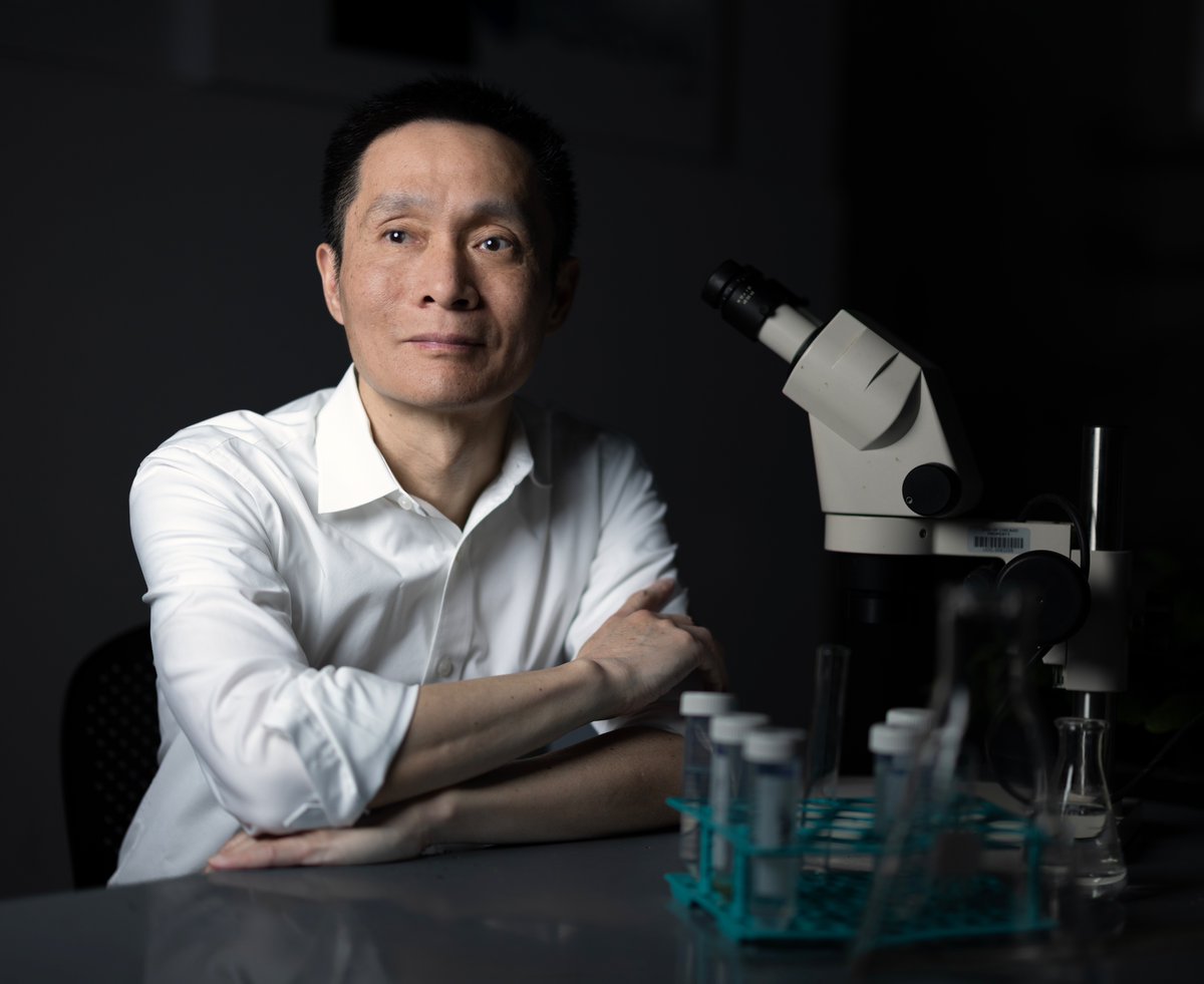 chrismichel's tweet photo. Professor Chuan He works at the edge of a quiet revolution in biology. For decades scientists believed that DNA carried its code in a fixed way and that RNA simply carried out the instructions. Chuan helped show that life is more fluid. Chemical marks can be added or removed from DNA and RNA, changing how genes behave without altering the letters themselves. These marks are tiny, almost ghostlike, but they can transform the fate of a cell. His work opened the field known as epigenetics and expanded it into what he calls RNA epigenetics, a once controversial idea that is now a thriving branch of modern biology.

He grew up in China, drawn early to chemistry because it felt like a language for understanding the natural world. He came to the United States for graduate school and eventually walked into a scientific landscape that was full of assumptions about how genetic information worked. Chuan has always had a quiet willingness to question what everyone thinks they already understand. That instinct led him to explore methylation, a small chemical tag that cells attach to DNA and RNA. The marks are reversible and dynamic, and in many cases they act as switches that turn genes on and off.

Chuan’s most influential work came from asking a simple question. If cells can place these marks, can they also remove them. That idea was not widely accepted at the time. He and his team went searching for enzymes that could erase methyl marks and found them. The discovery changed the field. It revealed that genetic information is not static. It is tuned, adjusted, and shaped by life experience. The implications spread outward in every direction.

One branch of his work focuses on cancer. Tumors often use methylation to hide from therapies or to silence genes that would slow their growth. By reversing those chemical marks, Chuan’s research opens the door to treatments that can work more effectively. It is not a magic bullet. It is something more interesting. It gives modern medicine an additional layer of control over how cancer cells behave. It also introduces the possibility of combining therapies in new ways, especially in tumors that have resisted every standard approach.

Another part of his research reaches into agriculture. Plants also rely on methylation to control stress, growth, and reproduction. By adjusting those marks, crops can grow faster or survive harsher conditions. Chuan’s lab has shown that it is possible to dramatically increase crop yields by altering how a plant manages its chemical tags. It is the kind of work that could feed millions if handled with care. He talks about these projects with an understated seriousness, always aware of the scale of the problems and the potential impact of the solutions.

When I photographed him at the University of Chicago, the winter light kept moving across the lab. He spoke with a calm clarity, the kind that comes from years of thinking deeply about very small things. At the microscope he seemed completely in his element, focused and relaxed. Later we moved to a chalkboard where he sketched the ring structures and arrows that have become part of his everyday language. He draws with confidence, not to impress but to think out loud.

In person he is steady, composed, and quietly warm. There is no trace of the drama that sometimes surrounds big scientific discoveries. His voice has a grounded quality, as if he is always aware that science is built one careful step at a time. He carries none of the ego that might be expected for someone whose work has reshaped an entire field.

Chuan He continues to push biology into new territory. His work shows that the genome is not a static blueprint. It is a living script that can be edited by the cell itself. The idea feels simple once you hear him explain it, but it took a mind willing to look again at the foundations of genetics and see what others had missed. He brings that same quiet curiosity to every conversation. It is the quality that guides his science and the reason his work continues to change how we understand life. @hhmi_science @UChicago @theNASEM