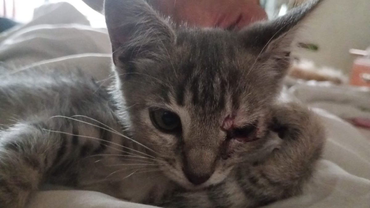 Mi hermano adoptó a una gatita que llegó con el ojito lastimado y necesita atención veterinaria urgente para poder recuperarse.
Por eso armamos esta rifa solidaria para cubrir sus gastos y darle la vida que se merece. 🫶🏻

alias: martu.s.mp