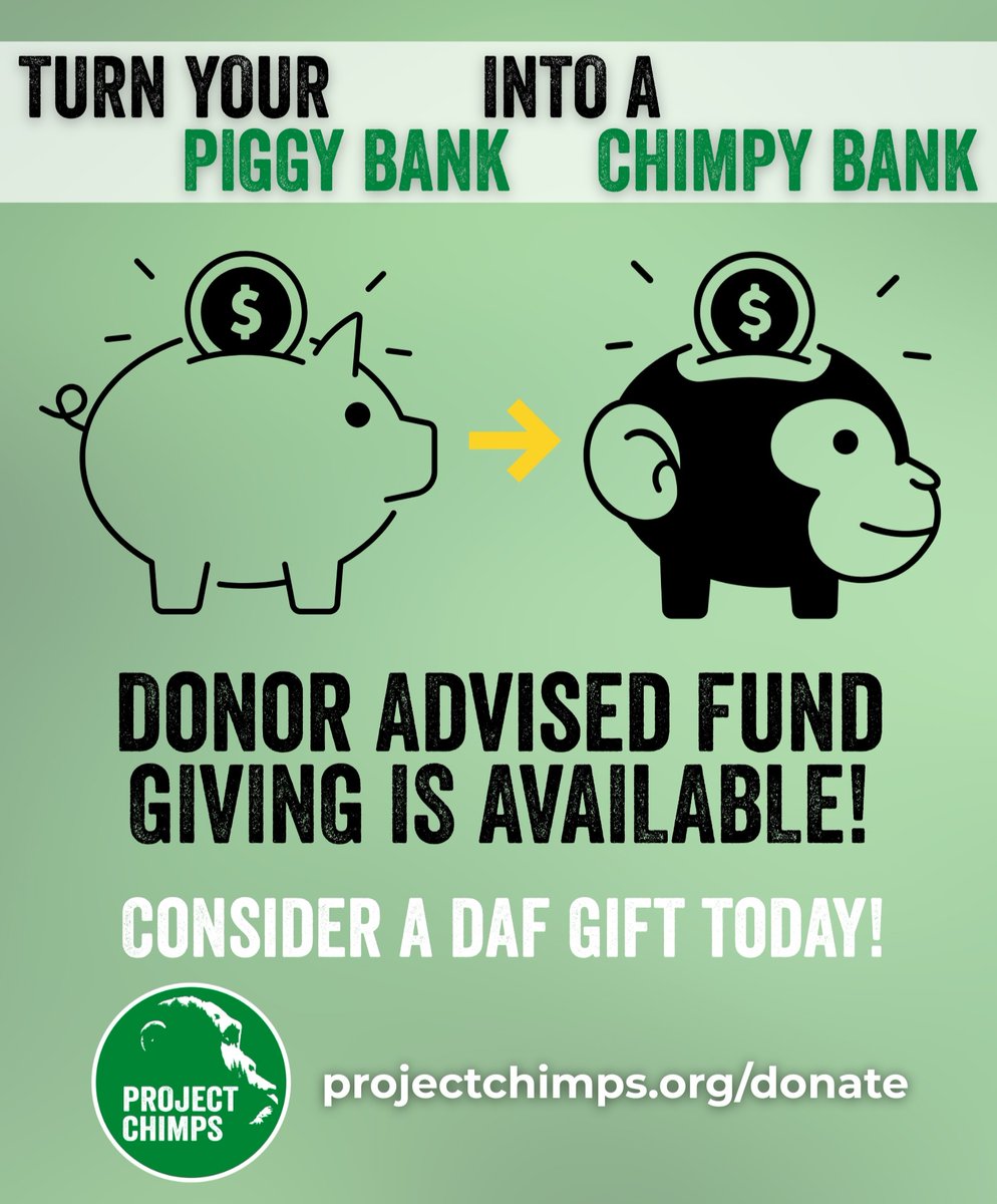 projectchimps's tweet image. DYK you can support Project Chimps &amp;amp; our 100 former research lab chimpanzees directly through your Donor Advised Fund? #DAF is one of the easiest &amp;amp; most tax‑efficient ways to give! It provides lifelong sanctuary &amp;amp; care for these amazing animals.

dafdirect.org