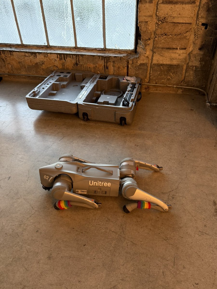 Finally got an office dog.