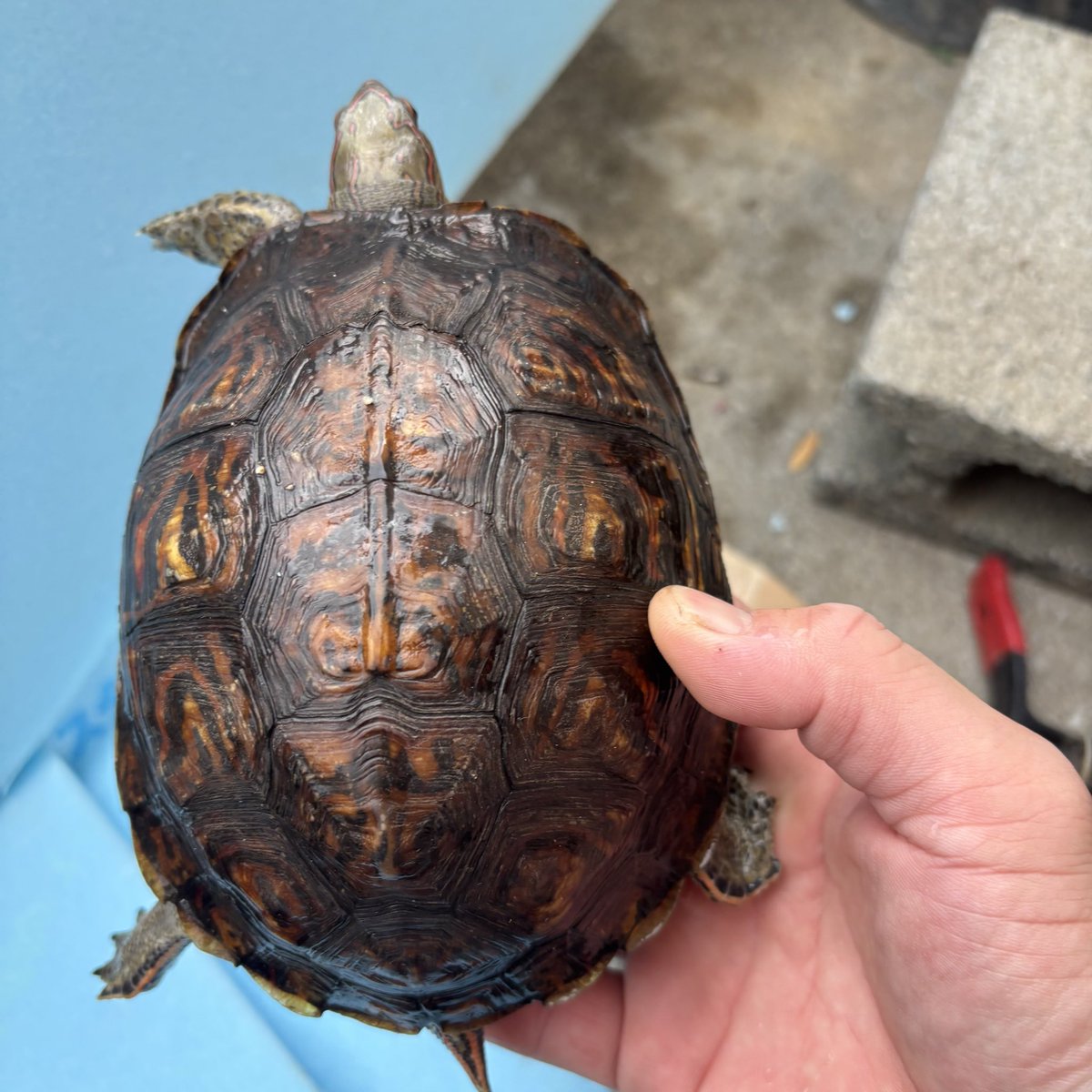 亀との暮らし tweet media