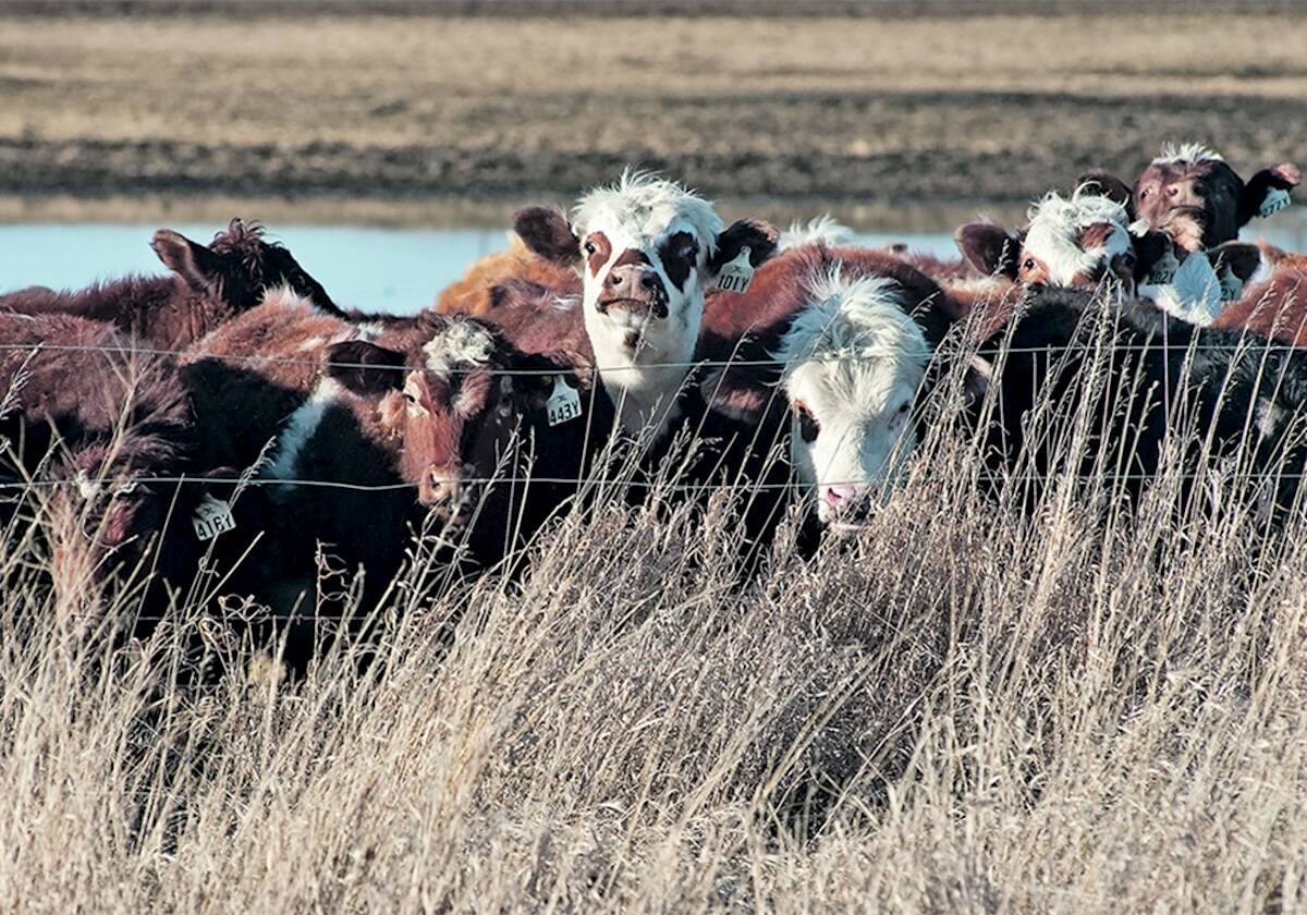 Canadian cattle groups look to renew national organization. vist.ly/4hw5g