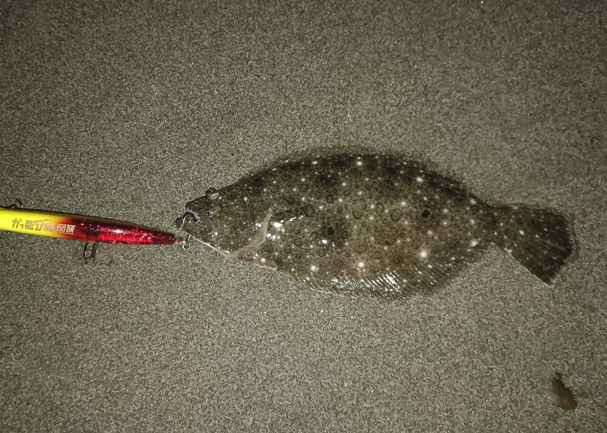 朝練#51終了。
晴れ、弱い追風、凪、鳥無し。寒い！日の出前にマイクロソゲ１のみ。