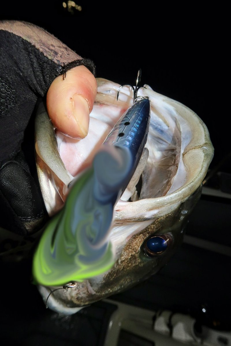 GONZO＠（hayaken) (@GONZOUDAIWA) / Posts / X