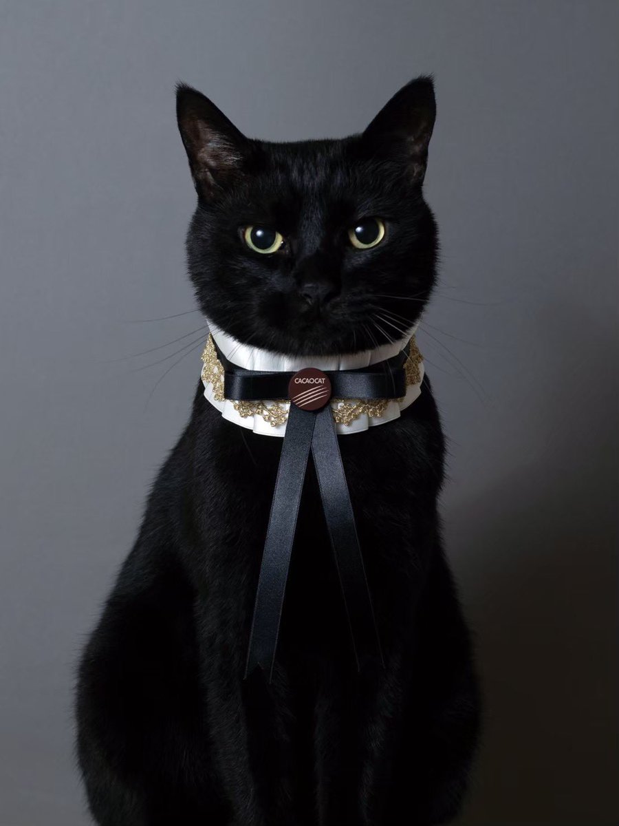 CACAOCAT_'s tweet photo. おはにゃん🐈‍⬛🐾

黒猫界のプリンス、本日も降臨🐈‍⬛👑

#CACAOCAT #DADACA @a_kinokino https://t.co/caflsyJyp3