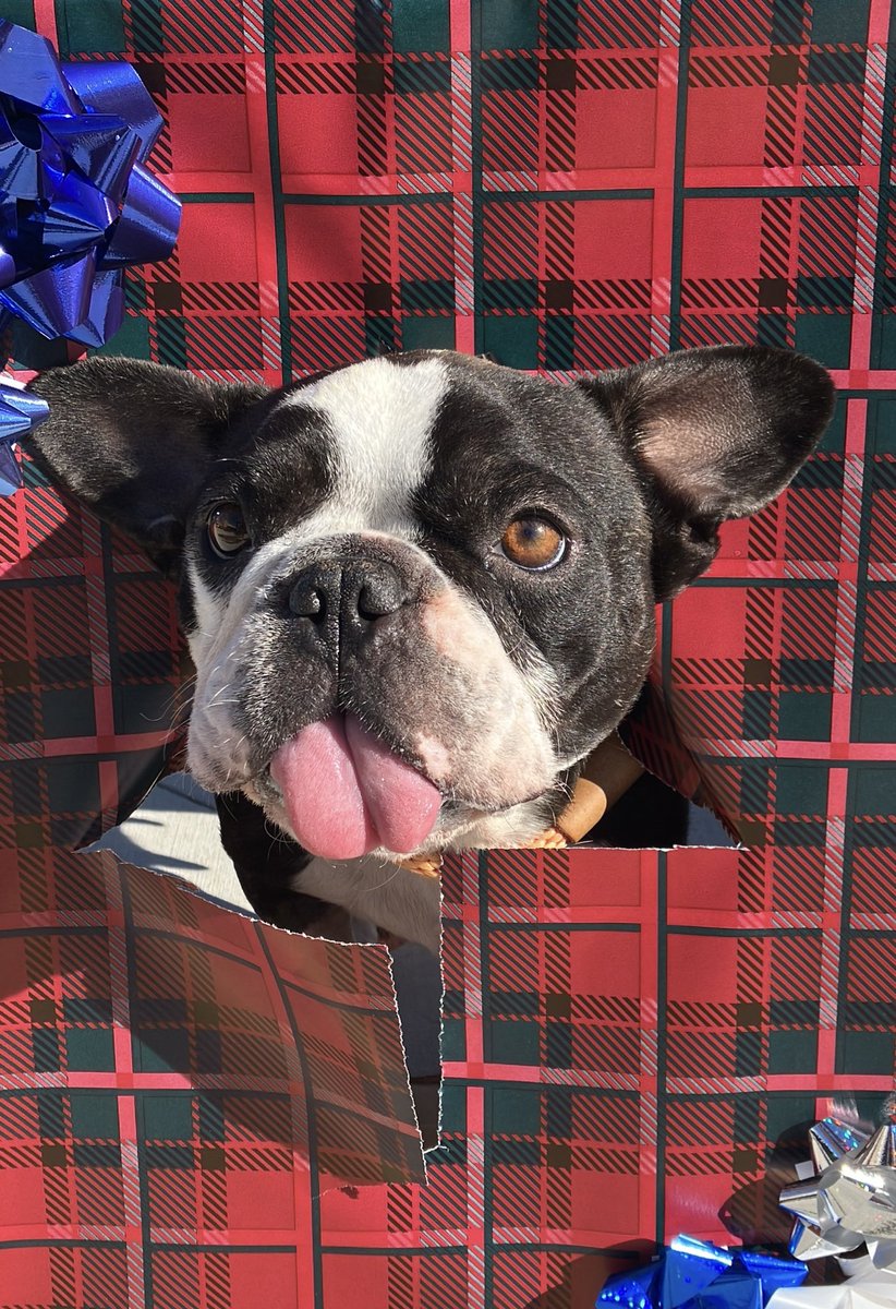 The best present you can give is by adopting your new best friend from OC Animal Care!
 
We have so many wonderful animals waiting to find their forever family. Let's give our shelter pets the loving home they deserve!  Adopt today!

🐶: Ella (A1944313)