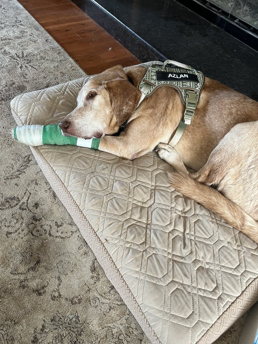 Arći (In memory of AZLAN🌈) tweet media